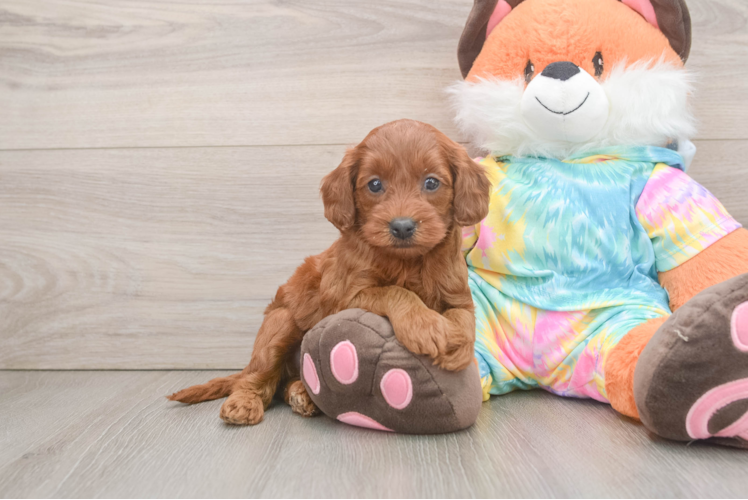 Mini Goldendoodle Puppy for Adoption