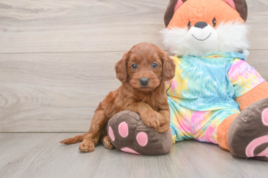 Mini Goldendoodle Puppy for Adoption