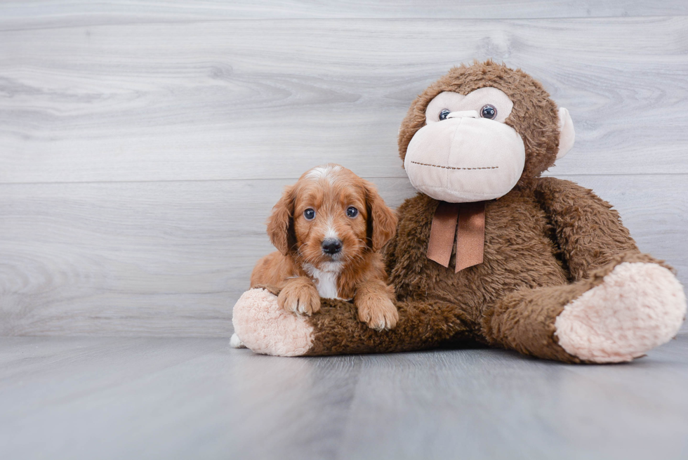 Sweet Mini Goldendoodle Baby