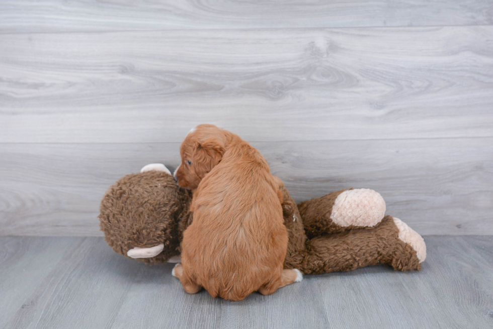 Mini Goldendoodle Pup Being Cute