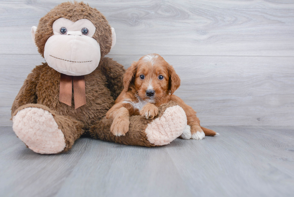 Petite Mini Goldendoodle Poodle Mix Pup