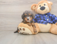 7 week old Mini Goldendoodle Puppy For Sale - Premier Pups