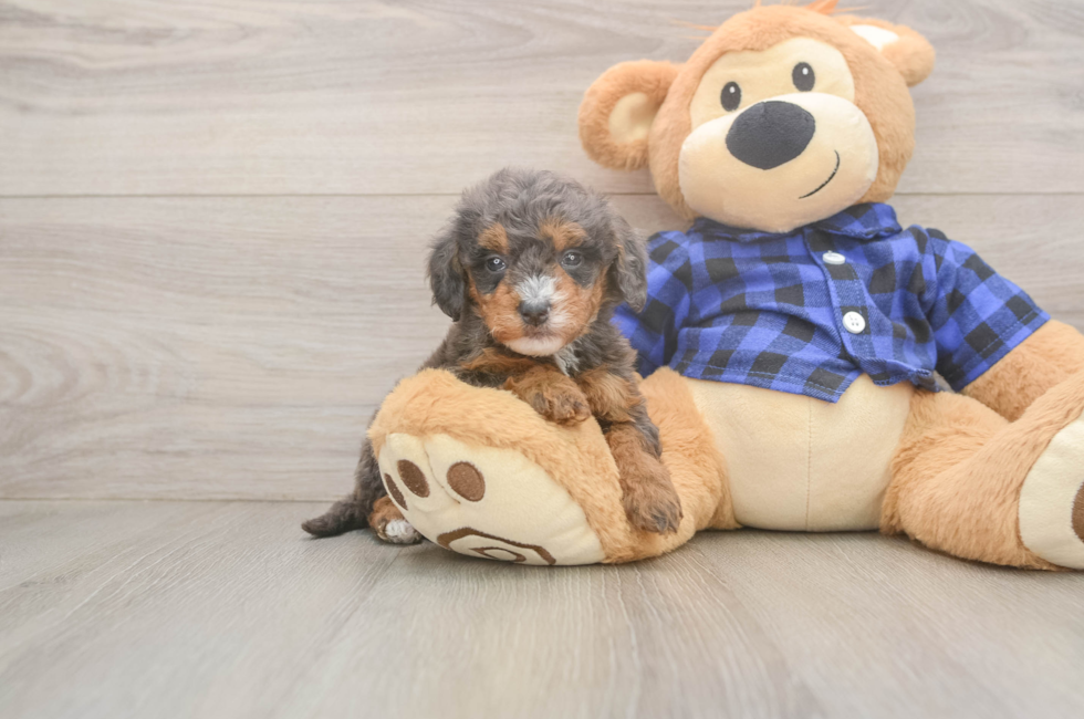 5 week old Mini Goldendoodle Puppy For Sale - Premier Pups