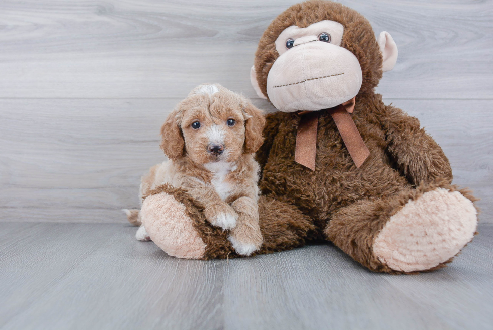 Adorable Golden Retriever Poodle Mix Puppy