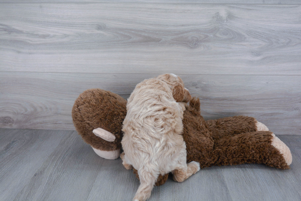 Adorable Golden Retriever Poodle Mix Puppy