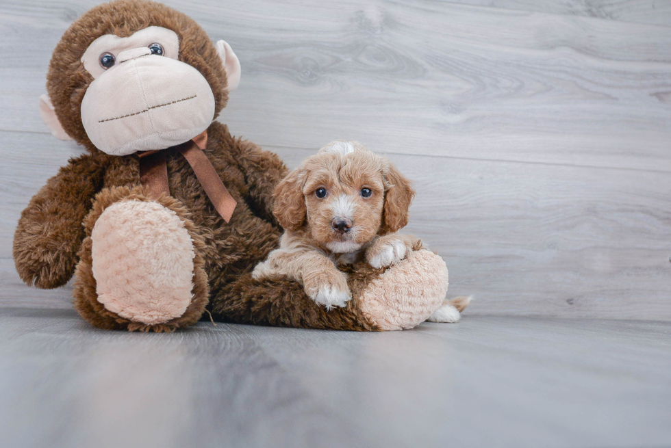 Funny Mini Goldendoodle Poodle Mix Pup