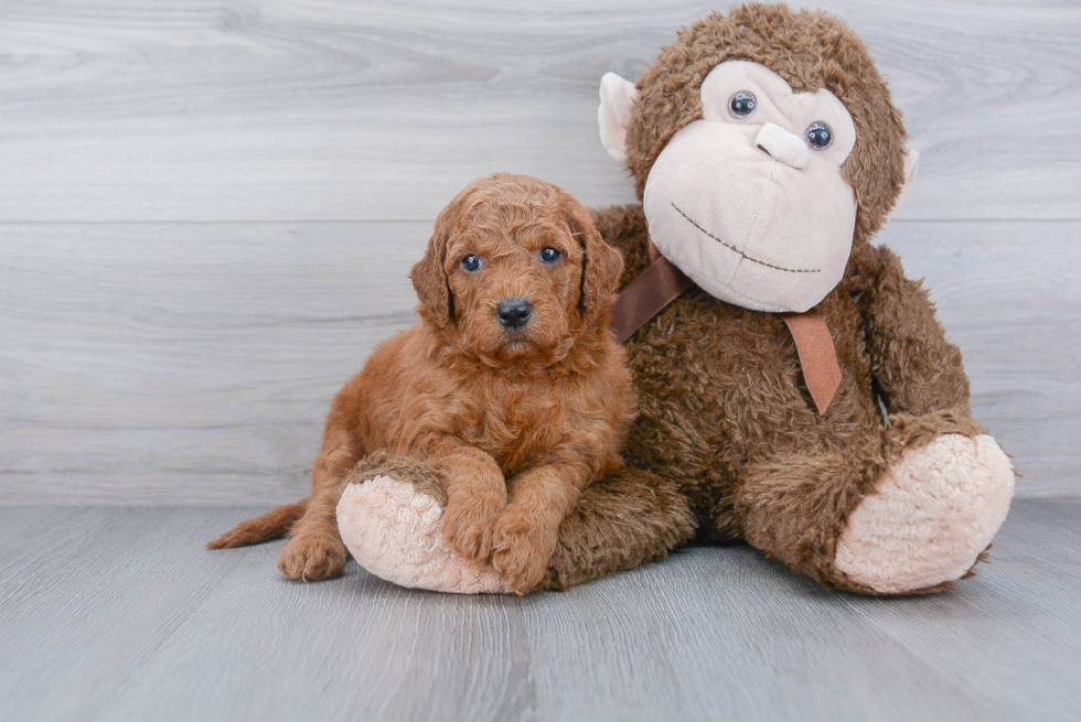 Playful Golden Retriever Poodle Mix Puppy