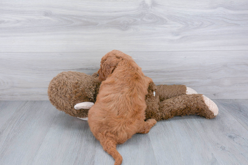 Mini Goldendoodle Pup Being Cute