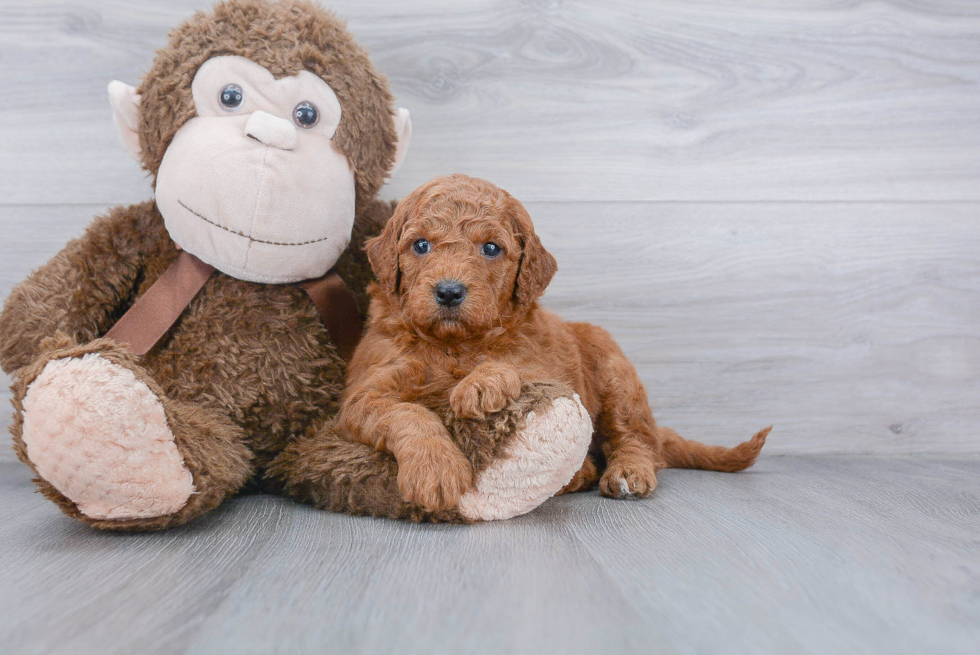 Mini Goldendoodle Puppy for Adoption