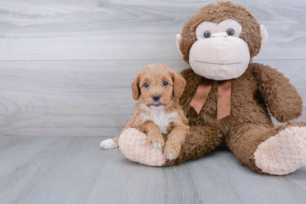 Hypoallergenic Golden Retriever Poodle Mix Puppy