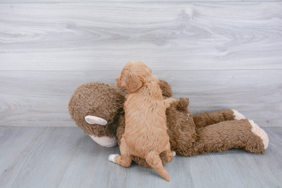 Cute Mini Goldendoodle Baby