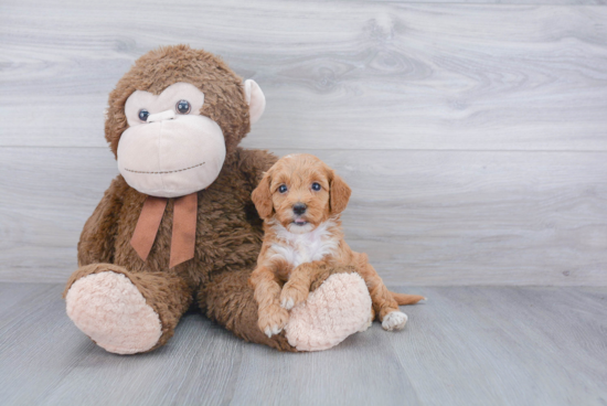 Popular Mini Goldendoodle Poodle Mix Pup