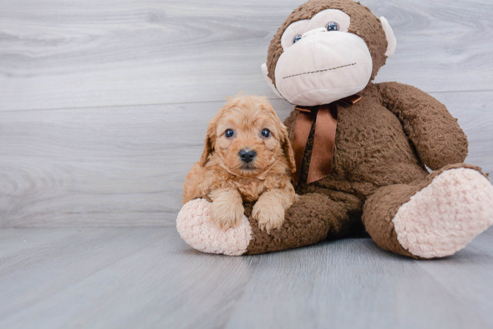 Best Mini Goldendoodle Baby