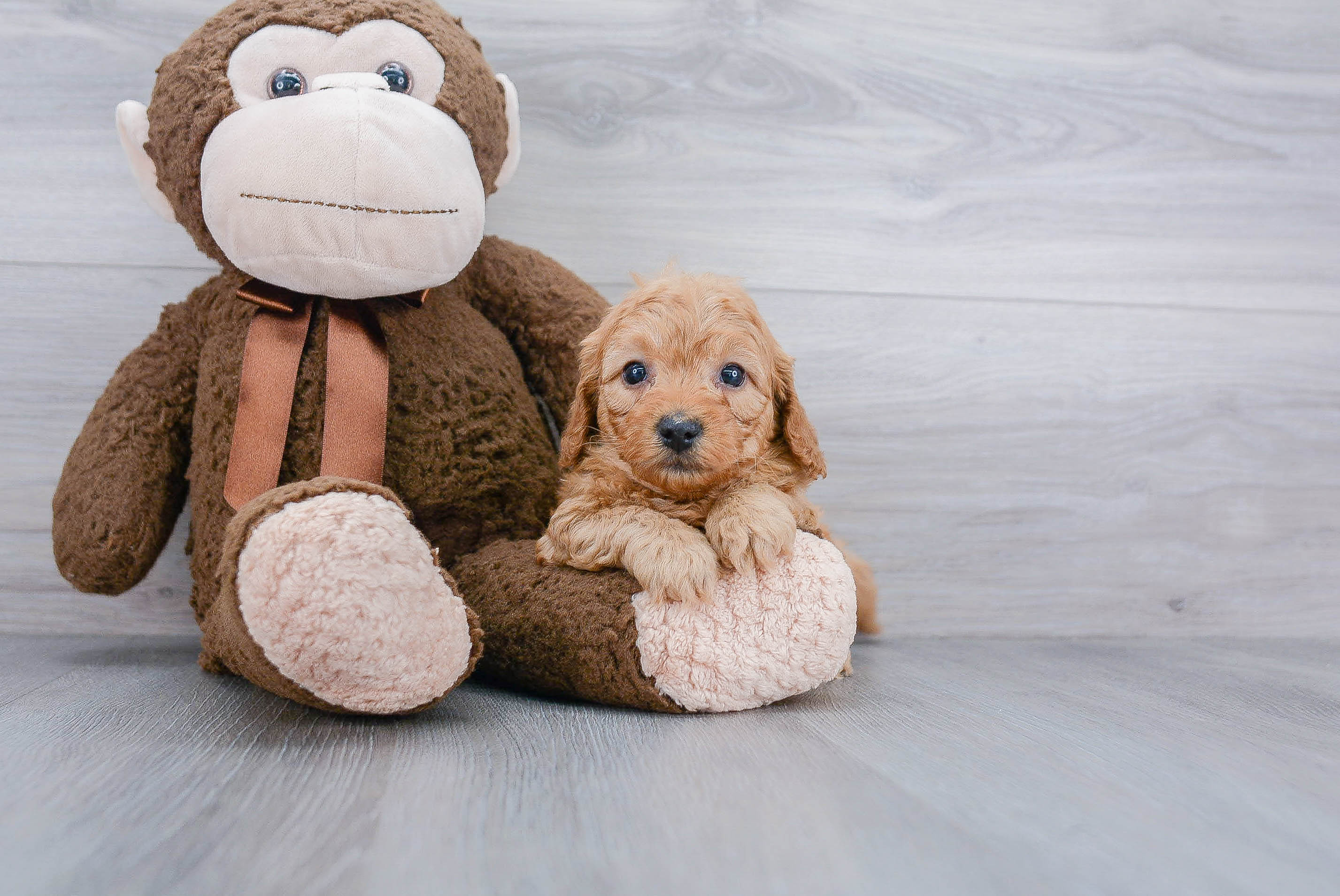 Small Mini Goldendoodle Baby