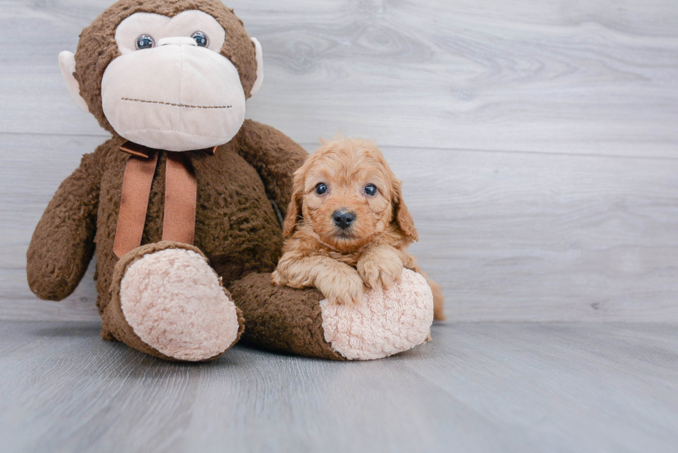 Small Mini Goldendoodle Baby