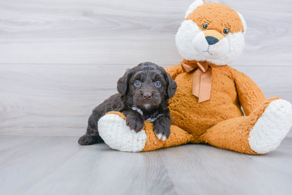 Best Mini Goldendoodle Baby