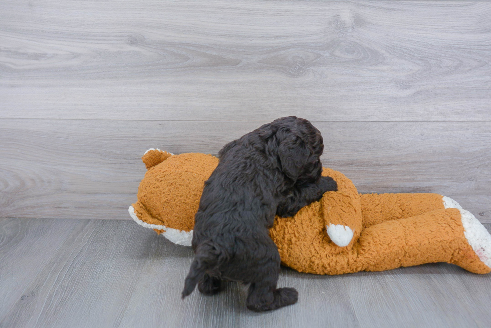 Petite Mini Goldendoodle Poodle Mix Pup