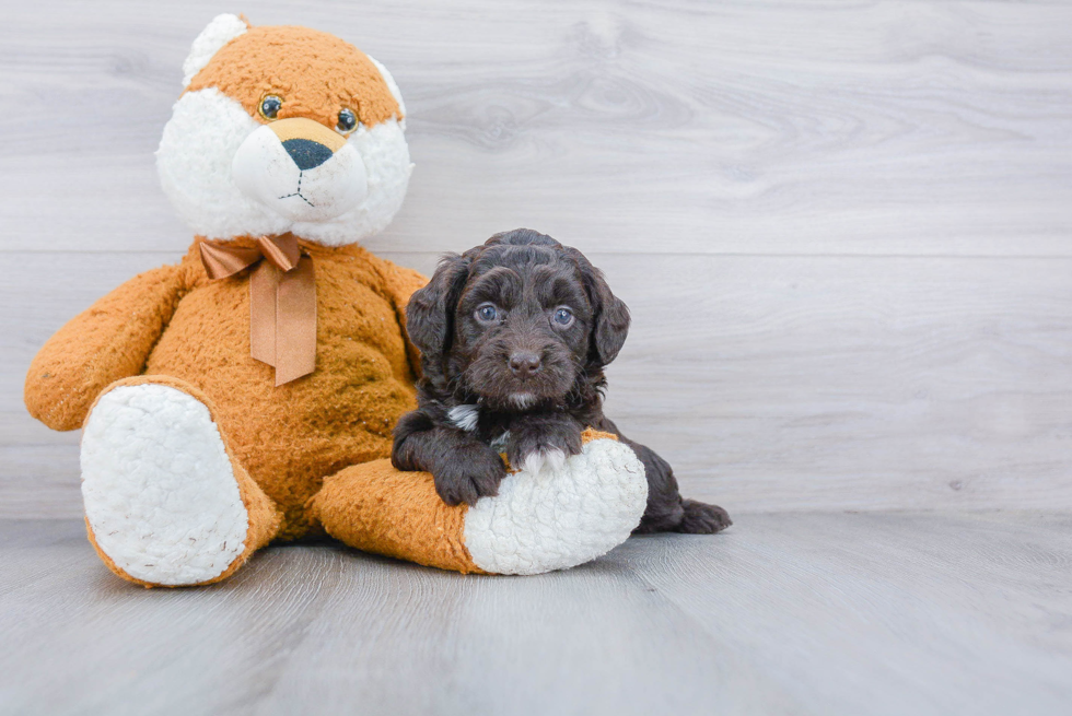 Friendly Mini Goldendoodle Baby