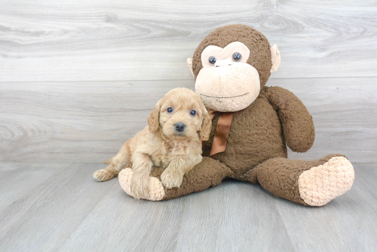 Sweet Mini Goldendoodle Baby