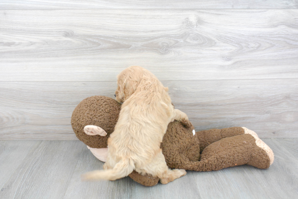 Cute Mini Goldendoodle Baby