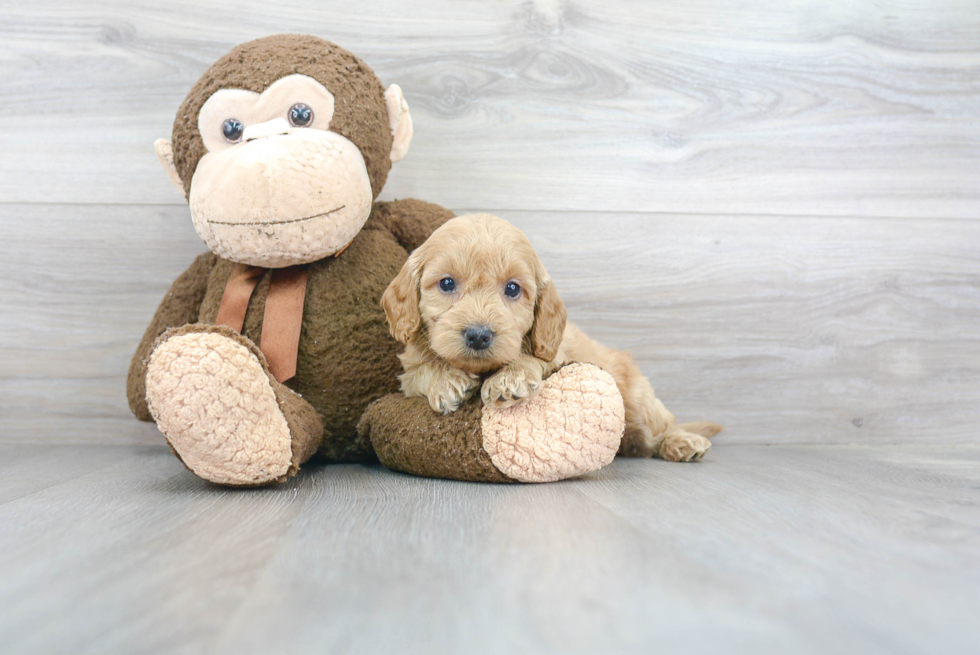 Playful Golden Retriever Poodle Mix Puppy