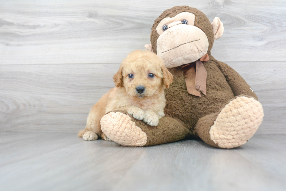 Mini Goldendoodle Puppy for Adoption