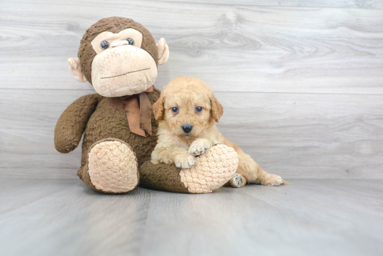 Mini Goldendoodle Puppy for Adoption