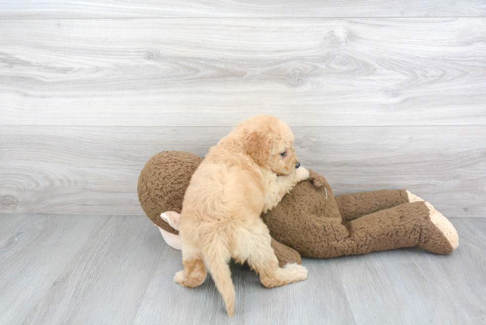 Happy Mini Goldendoodle Baby