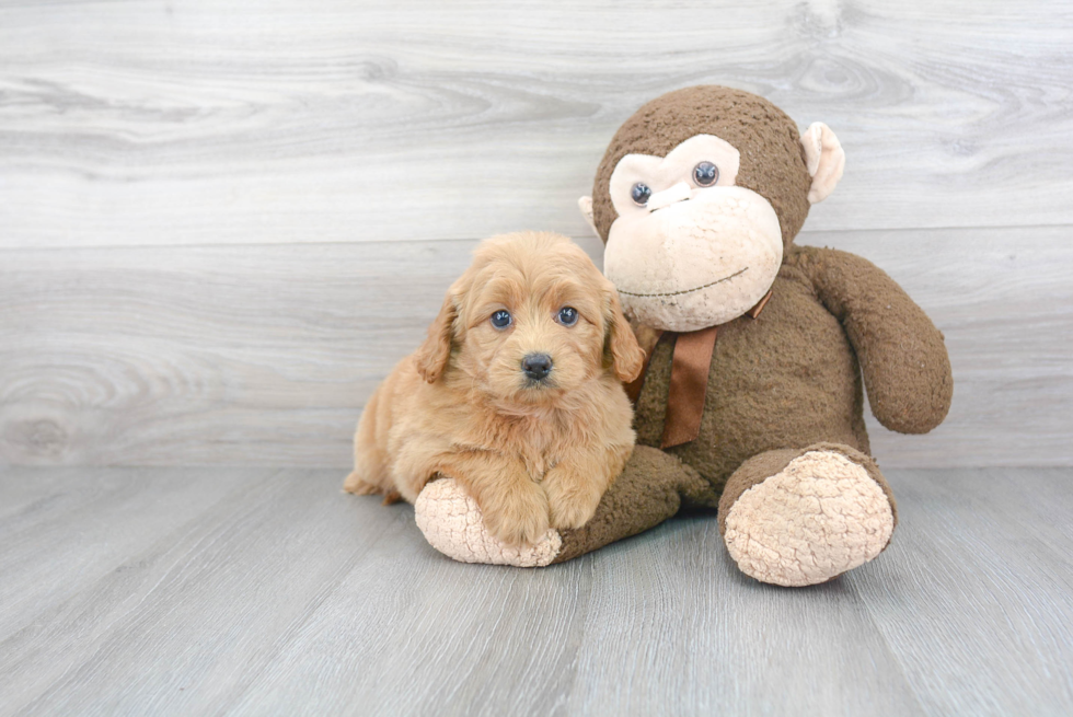 Little Golden Retriever Poodle Mix Puppy