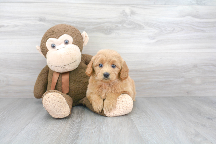 Happy Mini Goldendoodle Baby