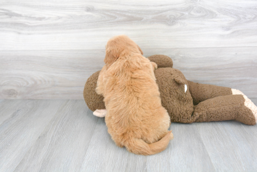 Petite Mini Goldendoodle Poodle Mix Pup