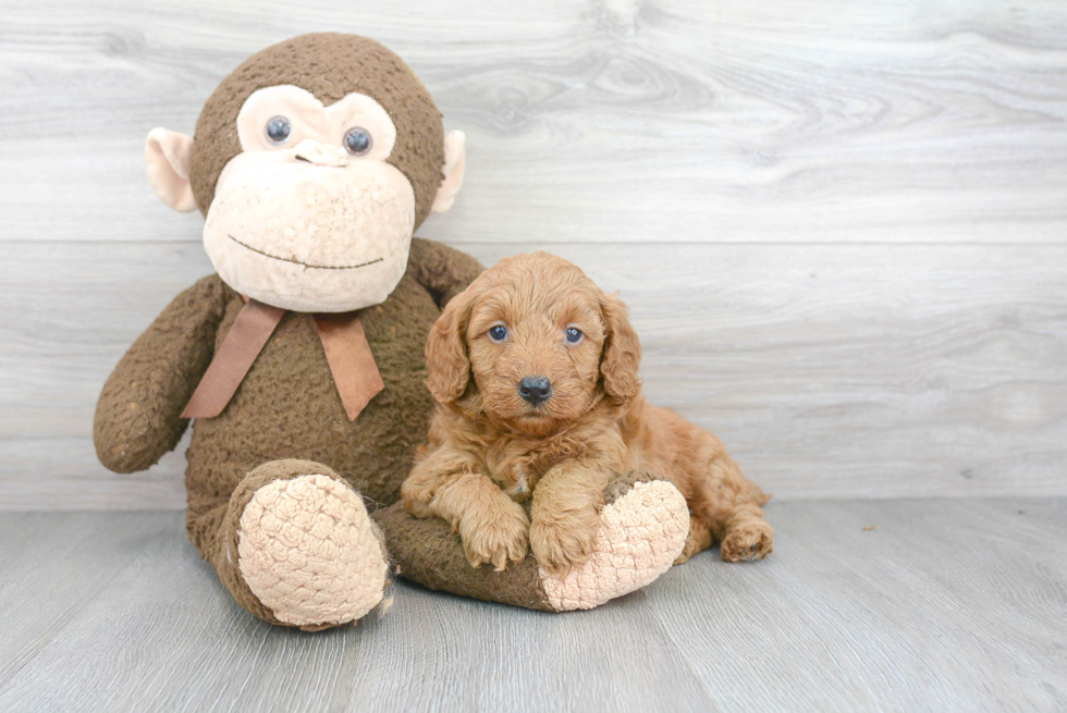 Best Mini Goldendoodle Baby