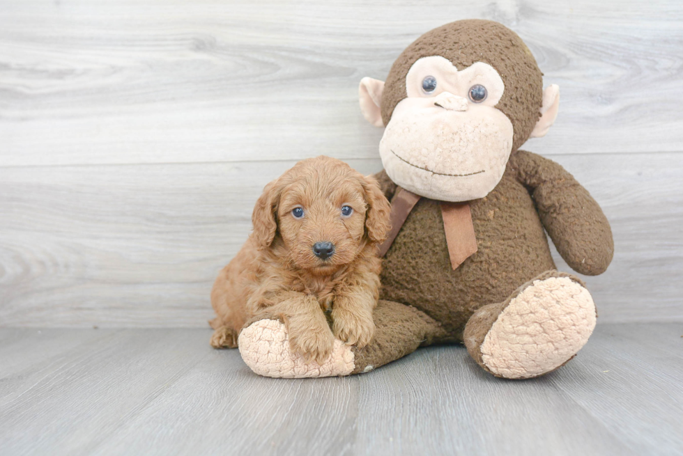 Hypoallergenic Golden Retriever Poodle Mix Puppy