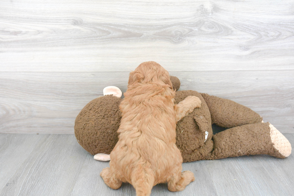 Energetic Golden Retriever Poodle Mix Puppy