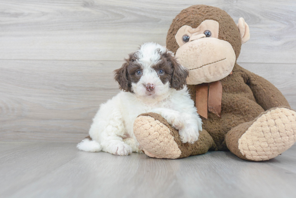 Best Mini Goldendoodle Baby