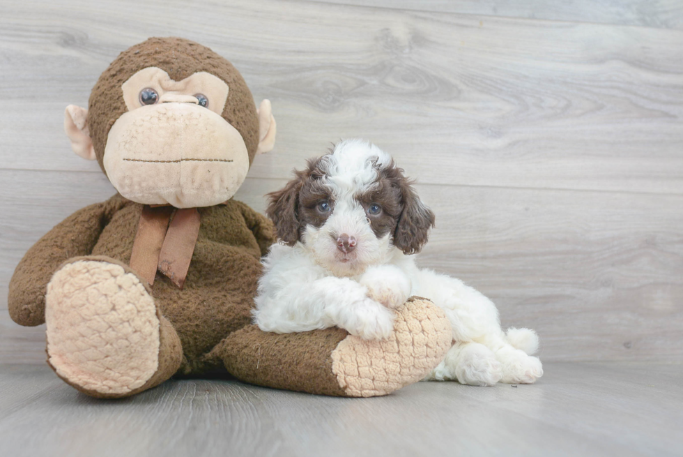 Smart Mini Goldendoodle Poodle Mix Pup