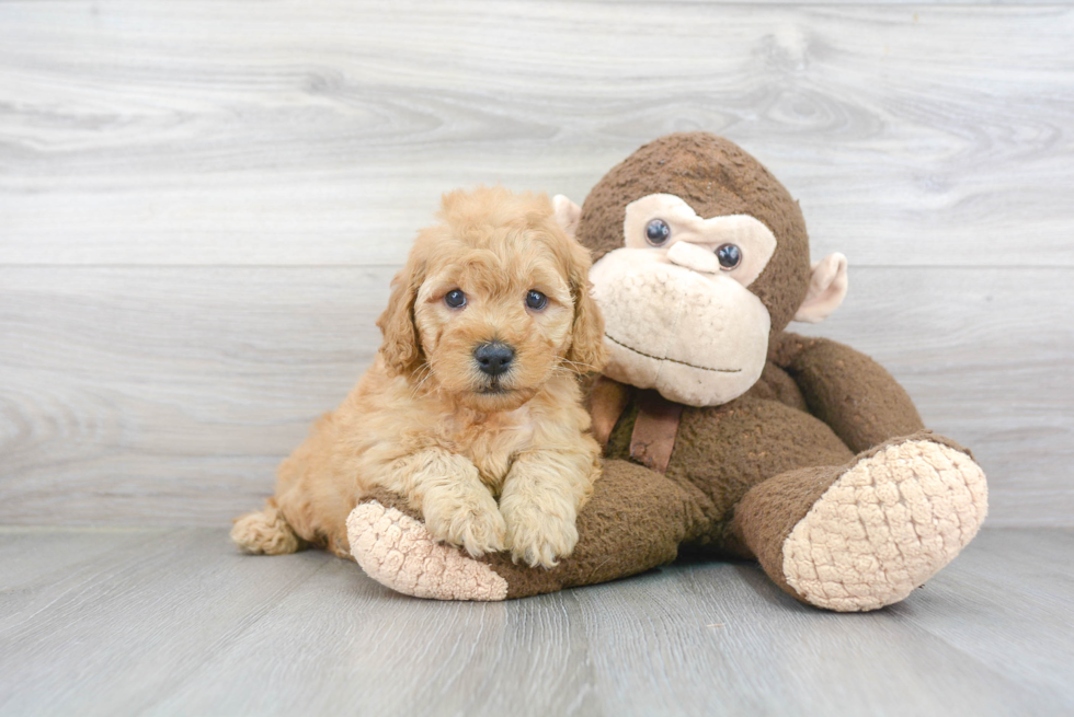 Playful Golden Retriever Poodle Mix Puppy