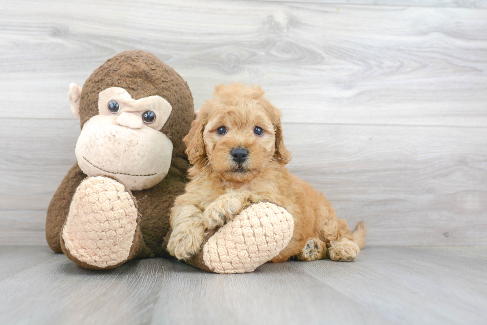 Playful Golden Retriever Poodle Mix Puppy