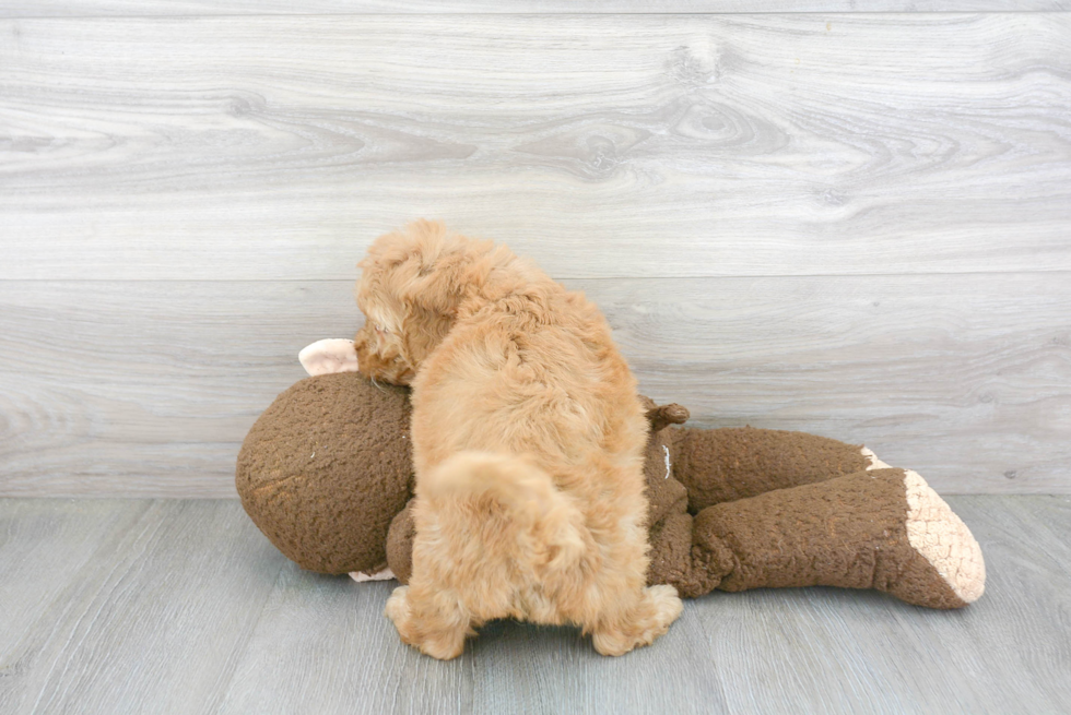 Friendly Mini Goldendoodle Baby