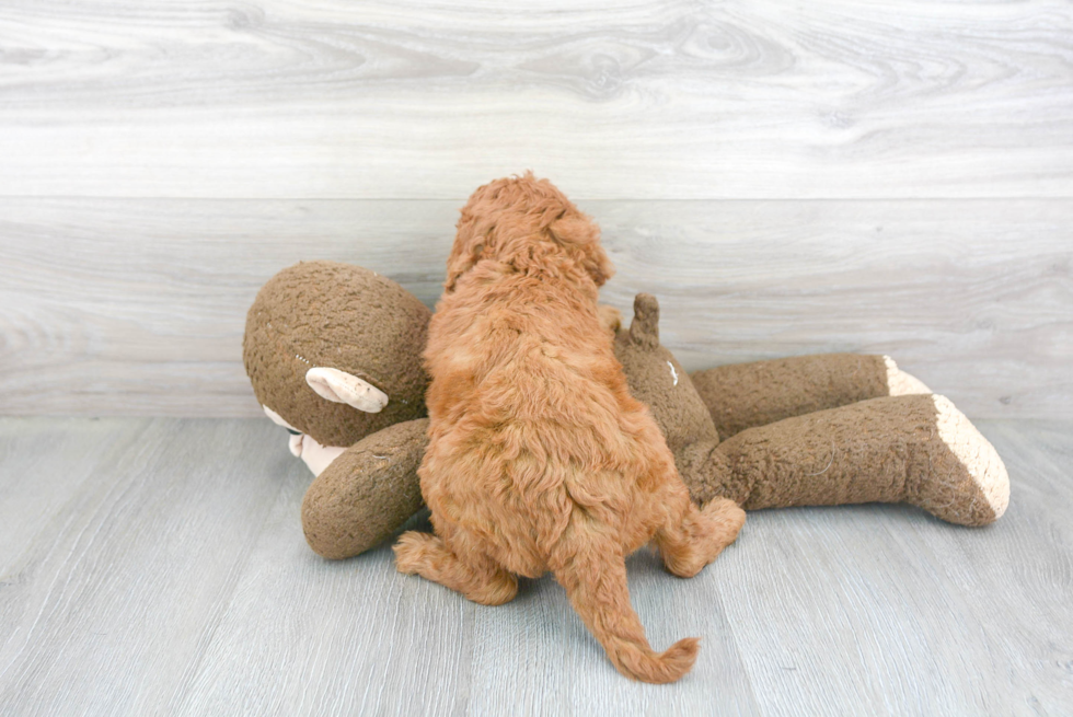 Best Mini Goldendoodle Baby