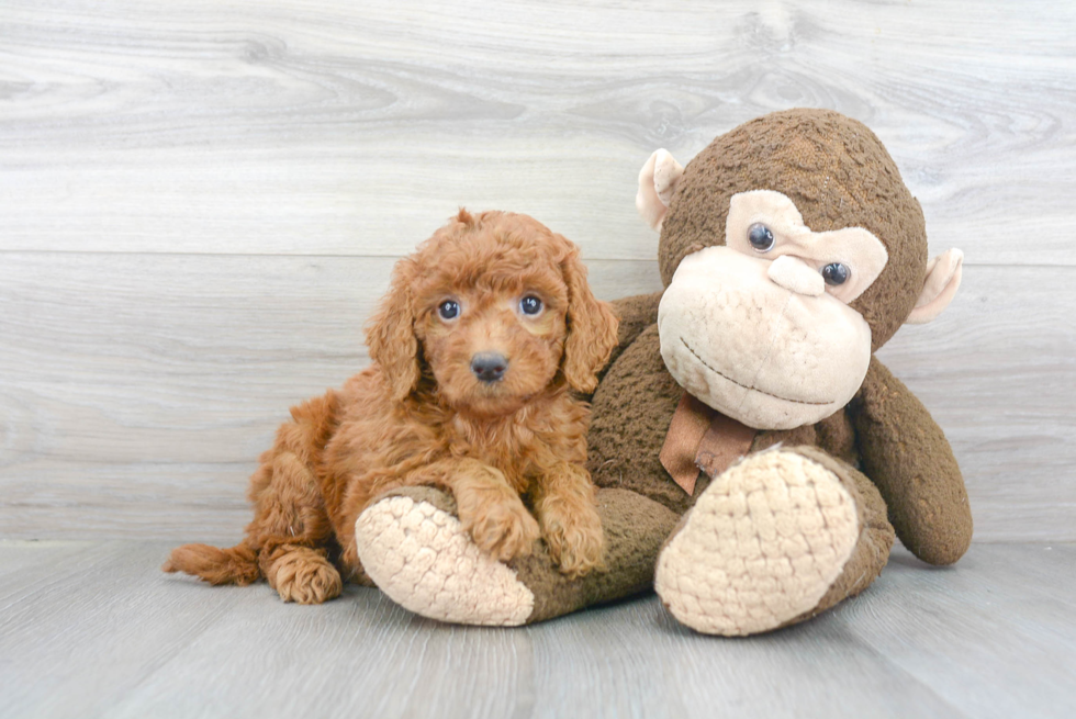 Energetic Golden Retriever Poodle Mix Puppy