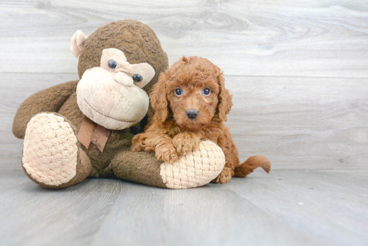 Mini Goldendoodle Puppy for Adoption