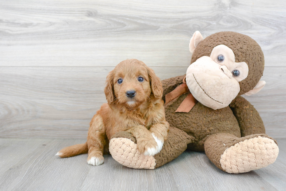 Small Mini Goldendoodle Baby