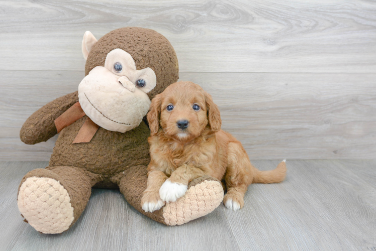 Best Mini Goldendoodle Baby