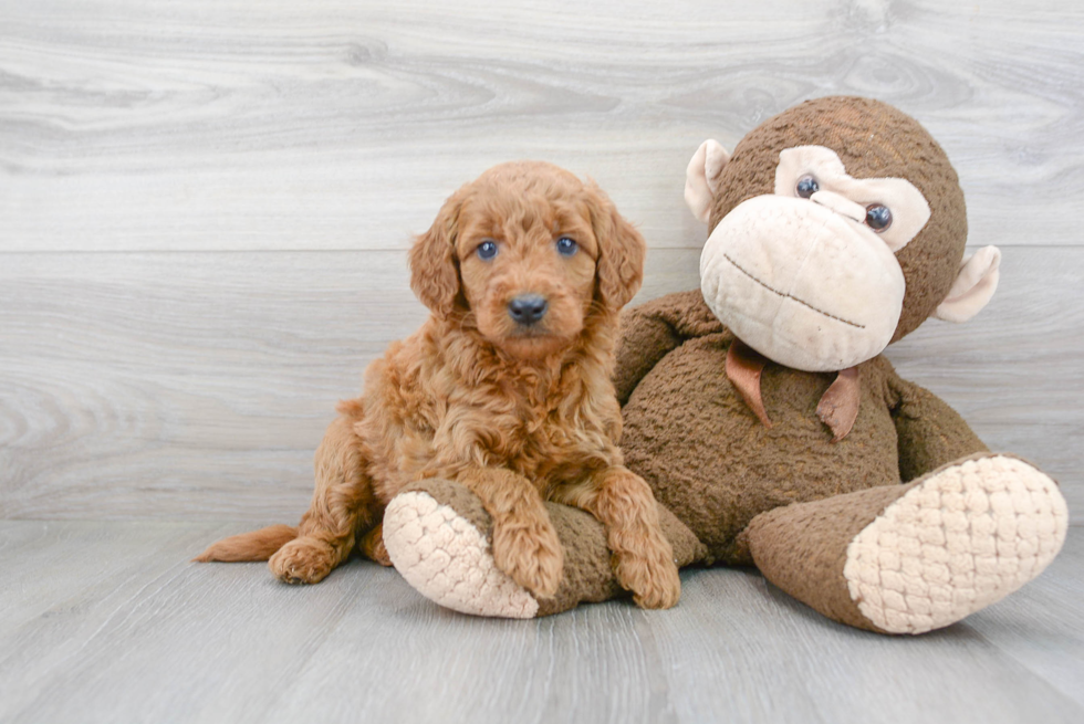 Cute Mini Goldendoodle Baby