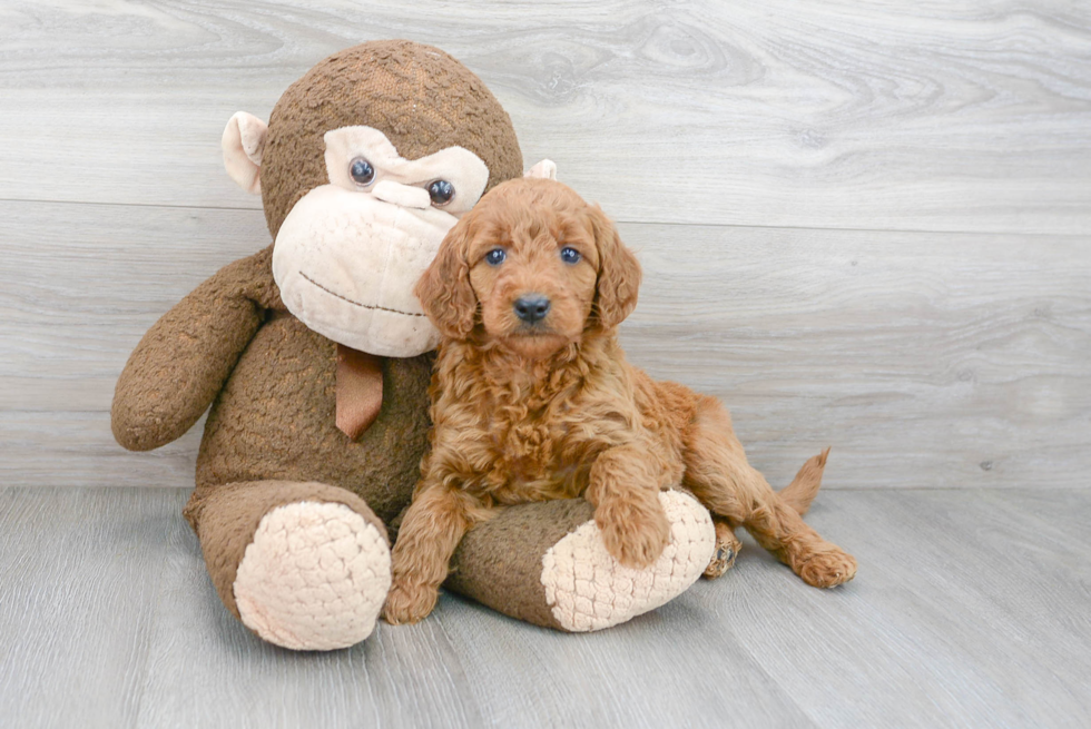 Mini Goldendoodle Puppy for Adoption