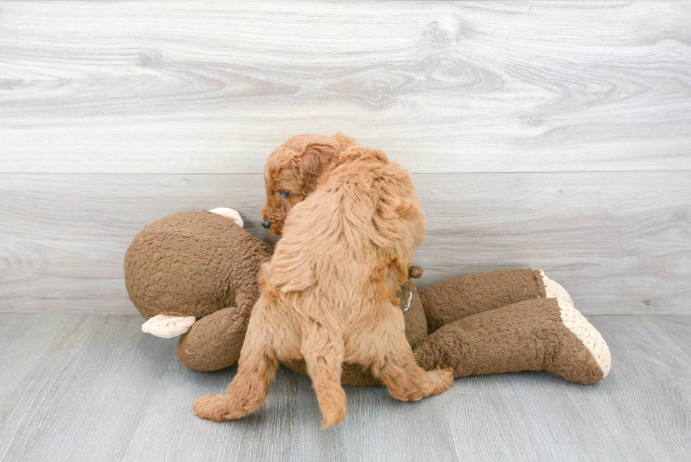 Sweet Mini Goldendoodle Baby