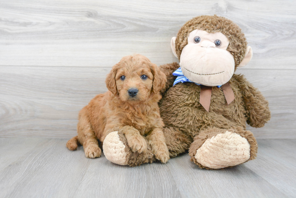 Mini Goldendoodle Pup Being Cute