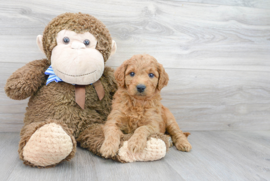 Energetic Golden Retriever Poodle Mix Puppy