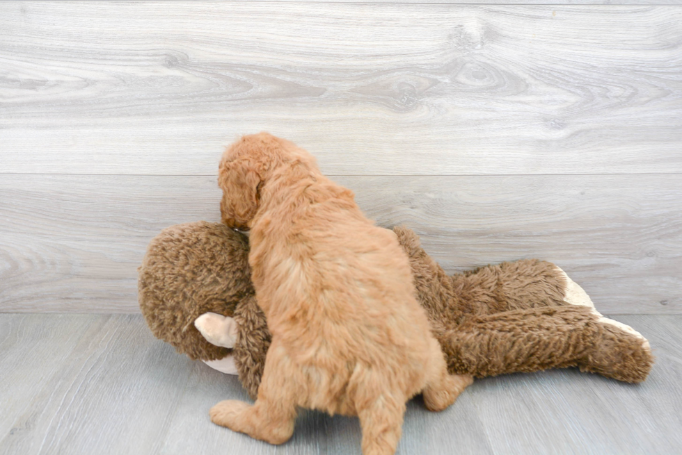 Funny Mini Goldendoodle Poodle Mix Pup